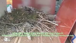 비닐하우스 안? ‘딱새’(redstart) 둥지! A bird(redstart)'s nest inside a greenhouse in Danyang(Seoul, Korea).