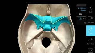 Anatomy of the Sphenoid Bone