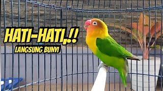 AWASS NYAUT, !! Suara Burung Lovebird Ngekek Panjang Paling DISUKAI Bikin Labet apapun CEPAT NGEKEK