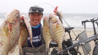 Surfperch Fishing on the California Coast