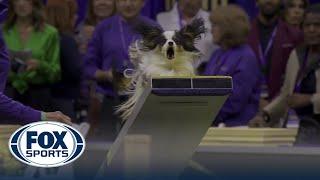 Lark the Papillon wins the 8" class in the Masters Agility Championship | Westminster