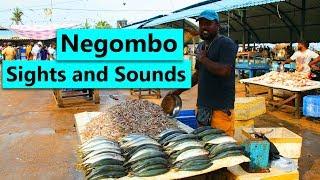 City of Negombo | Sri Lanka | Sights and Sounds