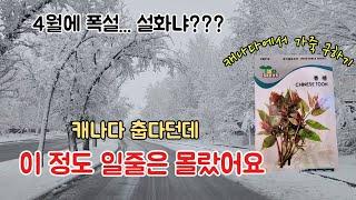 텃밭인의 애간장을 태우는 캐나다 날씨. 가죽나무 키우기, 수제비, tomato soup, 한식밥상