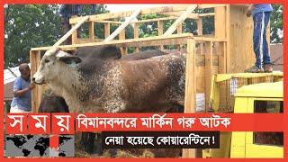 অবৈধভাবে দেশে এলো বিশাল বিশাল ১৮টি 'ব্রাহমা গরু' | Brahman Cattle | Sadeeq Agro | Business News