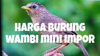 burung wambi mini impor atau burung tieu mi || 2023