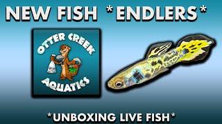 *NEW FISH* unboxing from Otter Creek Aquatics* Endler Livebearers *