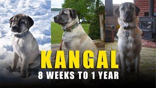 TURKISH KANGAL DOG - EVOLUTION | 8 WEEKS TO 1 YEAR