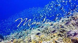 Diving Philippines - Moalboal (Pescador Island)