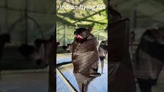 Indian Flying Fox Bat #bats #shorts