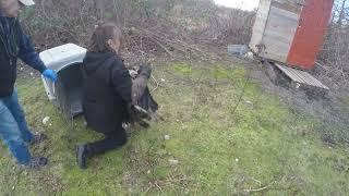 Bald Eagle Recovered by staff at OWL