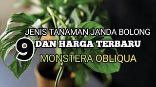 HARGA TANAMAN JANDA BOLONG|HARGA MONSTERA JANBOL TERBARU|HARGA TERBARU MONSTERA DESEMBER 2021