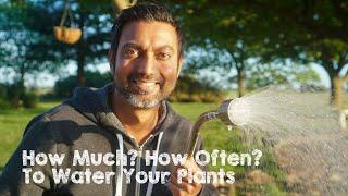 How Much & How Often to Water Your Plants