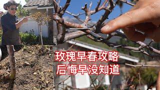 玫瑰春花爆花攻略：几件事抓紧办，还有2件事让花量锐减，后悔早没知道！园艺篇728
