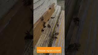 Открытый улей.