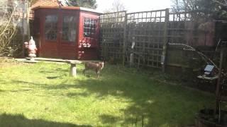 Muntjac deer in my garden