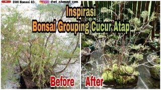 Bonsai Grouping Cucur Atap