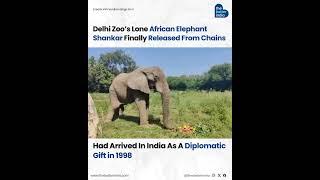 Delhi Zoo’s Lone African Elephant Shankar Finally Released From Chains!