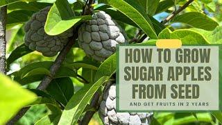 How To Grow A Sugar Apples From Seed And Get Fruits In 2 Years