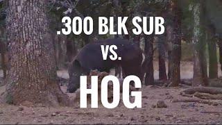 .300 BLK Sub. TUI® VS. Hog | Fort Scott Munitions