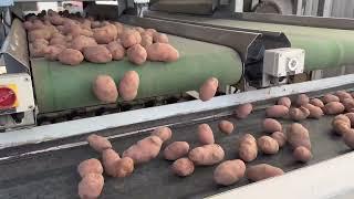 Cutting Seed Potatoes