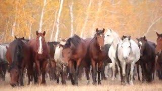 Село — золотая колыбель! Ауылым — алтын бесiгiм!