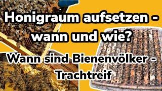 Honigraum aufsetzen - wann und wie - Wann sind Bienenvölker Trachtreif - Aufsetzen oder untersetzen