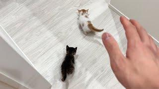 保護した生後1ヶ月の子猫がついに部屋から大脱走して大変なことに…