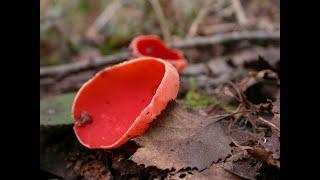 Scarlet on the forest floor