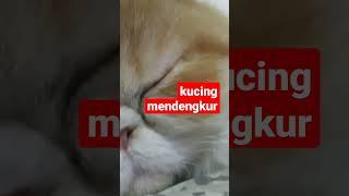 kucing mendengkur