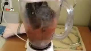 Cat in blender real story behind it was this video is fake or real | china incident cat blended