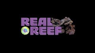 Real Reef Live Rock - Unboxing 60lb XL Dry