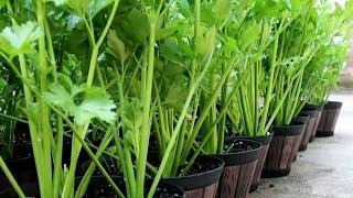 HOW TO GET ENDLESS SUPPLY OF CELERY// ALL-YEAR ROUND SUPPLY