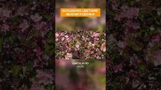 Волшебное цветение яблони Рудольф #питомниксавватеевых #яблоня  #ландшафтныйдизайн