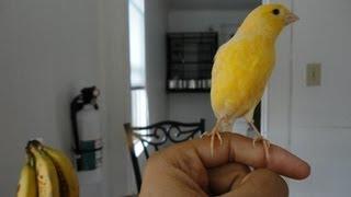 BEST trained canary EVER?