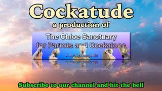 Cockatude: cockatoos with attitude: Chloe Sanctuary LIVE