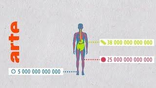 Enthalten alle unsere Zellen dasselbe Erbgut? | Data Science vs Fake | ARTE