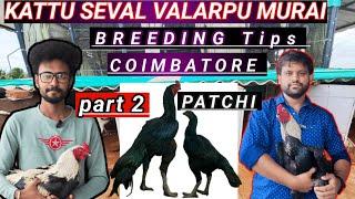 Kattu seval valarpu murai | breeding tips