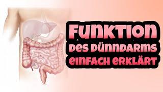 Funktion des Dünndarms einfach erklärt! - Enzymatische Verdauung & Resorption der Nahrung / Pankreas