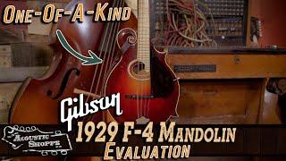 You Have Never Seen A Mandolin Like This... | Evaluation With David Harvey