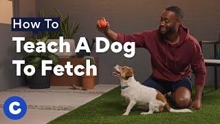 How To Teach A Dog To Fetch | Chewtorials