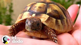 La vida si una tortuga fuera influencer de salud... | El Dodo