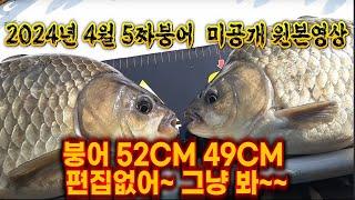 20240428 4월에 잡은 5짜붕어 원본영상 편집없음 #5짜붕어#1m붕어#대물붕어