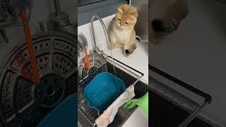 Kucing gimoi minum air kran#shorts