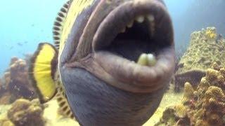 ANGRY TRIGGERFISH Biting Camera