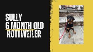 Pottstown Dog Trainers ||| OLK9 Lehigh Valley ||| 6 Month Old Rottweiler￼, Sully