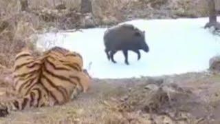 Amur tigress hunts Ussuri wild boar