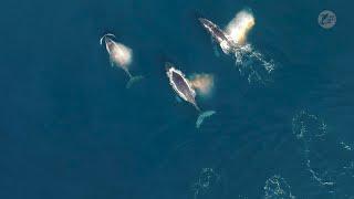 3 Humpback Whales (Watch For 'Rainblows') | Capt. Dave's Whale Watching Safari