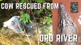 Cow saved in Croc Country, Ord River, Western Australia