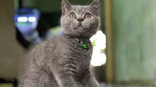 KUCING SULTAN #britishshorthair  #kitten