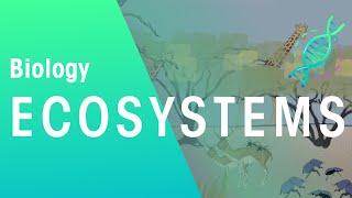 What Is An Ecosystem? | Ecology & Environment | Biology | FuseSchool